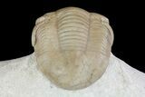 Illaenus Sinuatus trilobite - Russia #74039-3